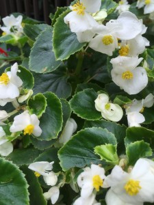 植木鉢　白い花